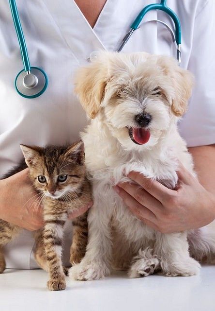 Happy vet with dog and cat